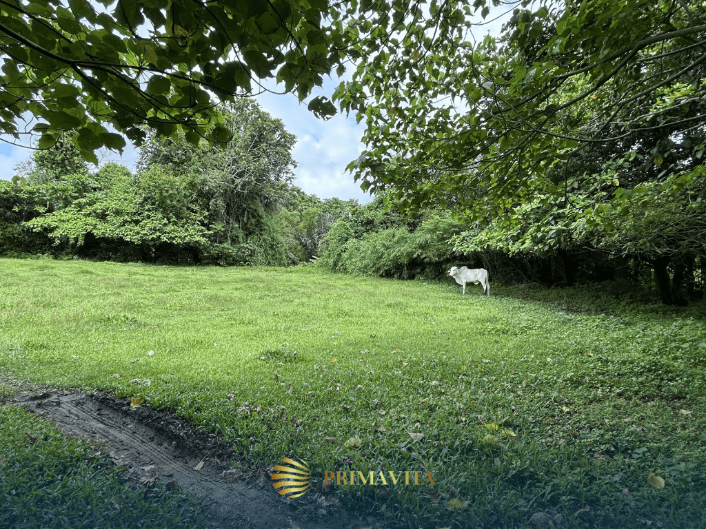 Farm Lot for Sale in Alfonso Cavite – 4,491 sqm
