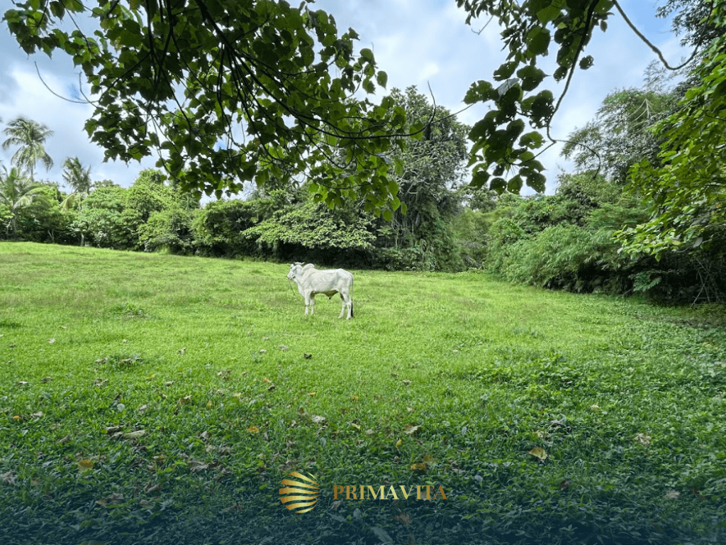 Farm Lot for Sale in Alfonso Cavite – 4,491 sqm