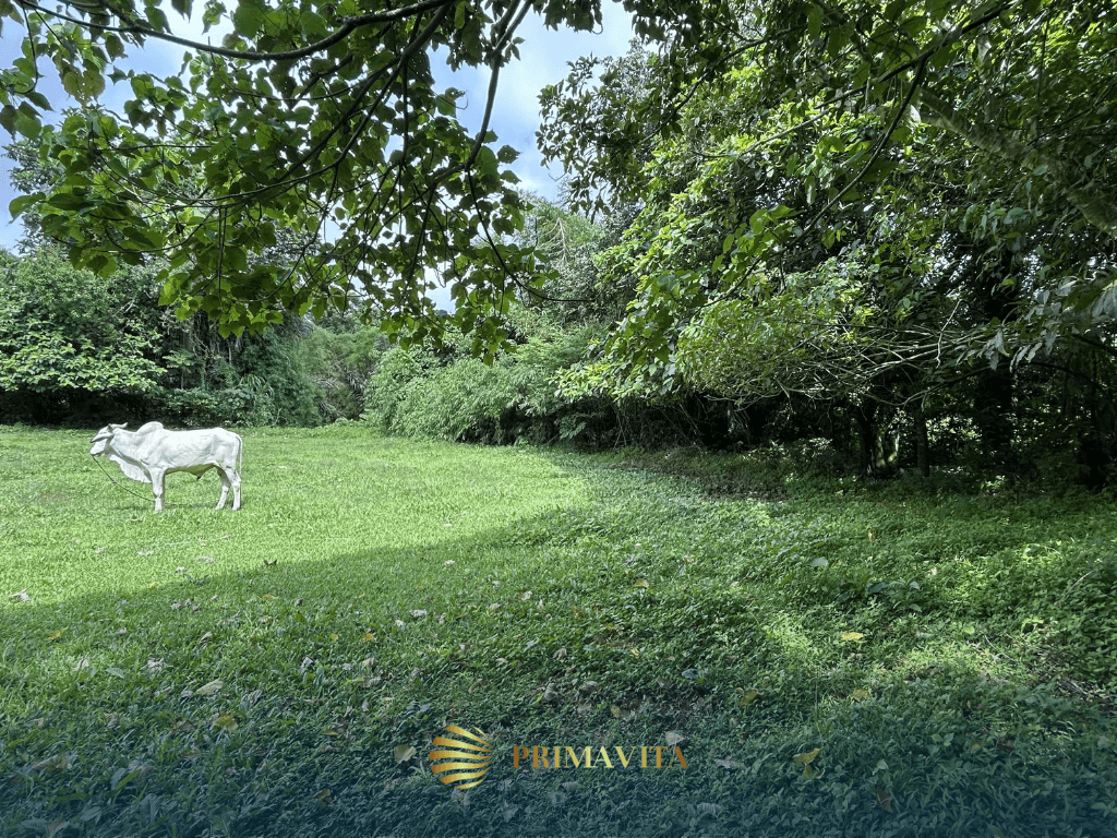 Farm Lot for Sale in Alfonso Cavite – 4,491 sqm